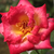 Yellow - red - Bed and borders rose - grandiflora - floribunda - Dick Clark